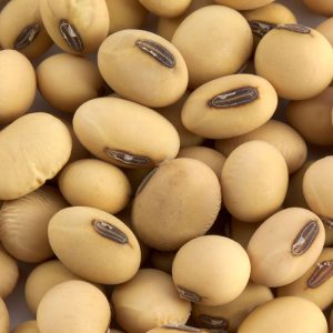 Soyabean